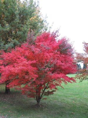 The 10 Most Incredible Trees That Prove Nature is Awesome